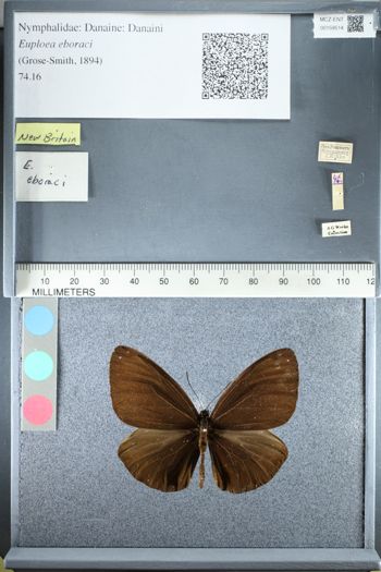 Media type: image;   Entomology 159514